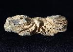 Crinoide non det. - Bild © FossNet FossilienStore